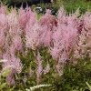 Astilbe arendsii 'Erika'