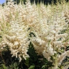 Astilbe japonica 'Ellie'