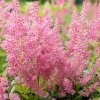 Astilbe japonica 'Rheinland'