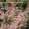 Astilbe simplicifolia 'Hennie Graafland'