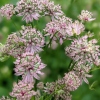 Astrantia major 'Florence'®