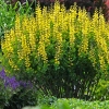 Baptisia 'Decadence Lemon Meringue'®