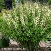 Baptisia 'Decadence Vanilla Cream'®