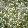 Calamintha nepeta 'White Cloud'