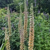 Digitalis ferruginea 'Gigantea'