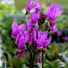Dodecatheon meadia
