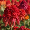 Echinacea 'Hot Papaya'®