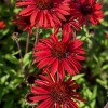 Echinacea 'SunSeekers Orange'®