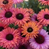 Echinacea 'SunSeekers Rainbow'®