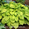 Hosta 'August Moon'