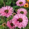 Echinacea 'SunSeekers Salmon'®