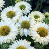 Echinacea 'SunSeekers White Perfection'®