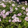 Geranium 'Dreamland'®