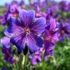 Geranium renardii 'Philippe Vapelle'