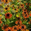 Helenium 'Short 'n' Sassy'®