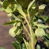 Helleborus argutifolius