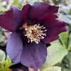 Helleborus orientalis 'Blue Lady'