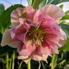 Helleborus orientalis 'Pink Double'