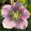 Helleborus orientalis 'Pink Lady'