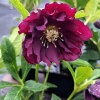 Helleborus orientalis 'Red Double'