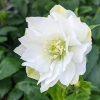 Helleborus orientalis 'White Double'