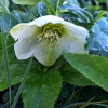 Helleborus orientalis 'White Lady'