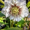 Helleborus orientalis 'White Spotted Double'