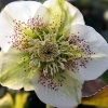 Helleborus orientalis 'White Spotted Lady'