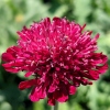 Knautia macedonica 'Mars Midget'