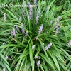 Liriope muscari 'Big Blue'