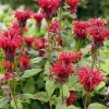 Monarda 'Gardenview Scarlet'