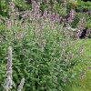 Nepeta grandiflora 'Dawn to Dusk'