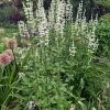 Nepeta nuda 'Alba'