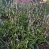 Persicaria amplexicaulis 'Alba'