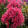 Phlox paniculata 'Cleopatra'®