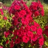 Phlox paniculata 'Miss Mary'®