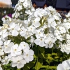 Phlox paniculata 'Rembrandt'