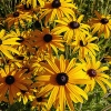 Rudbeckia fulgida var deamii