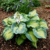 Hosta 'Color Glory'