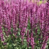 Salvia x superba 'Caradonna Pink'®