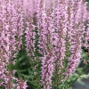 Salvia x superba 'Feathers Flamingo'®