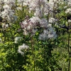 Thalictrum aquilegiifolium 'Nimbus White'