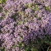 Thymus praecox 'Pseudolanuginosus'