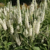 Veronica longifolia 'Charlotte'®