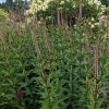 Veronicastrum virginicum 'Erica'