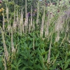 Veronicastrum virginicum 'Pink Glow'