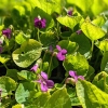 Viola sororia 'Rubra'