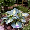 Hosta 'Dream Weaver'