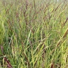 Panicum virgatum 'Sangria'®