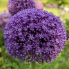 Allium 'Ambassador'®